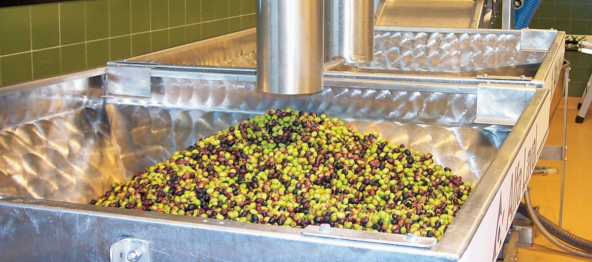 Tunisia, l’olio sfida l’Italia e la sorpassa