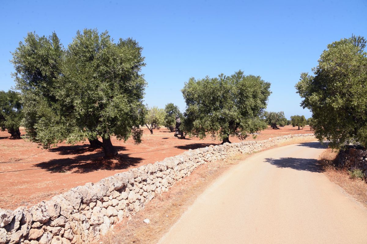 Agosto da incubo: mai così secco in Europa e sul Mediterraneo