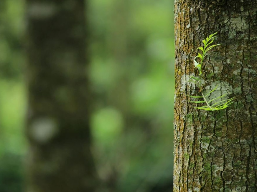 Masaf, pubblicato in Gazzetta il nuovo elenco degli Alberi Monumentali d’Italia