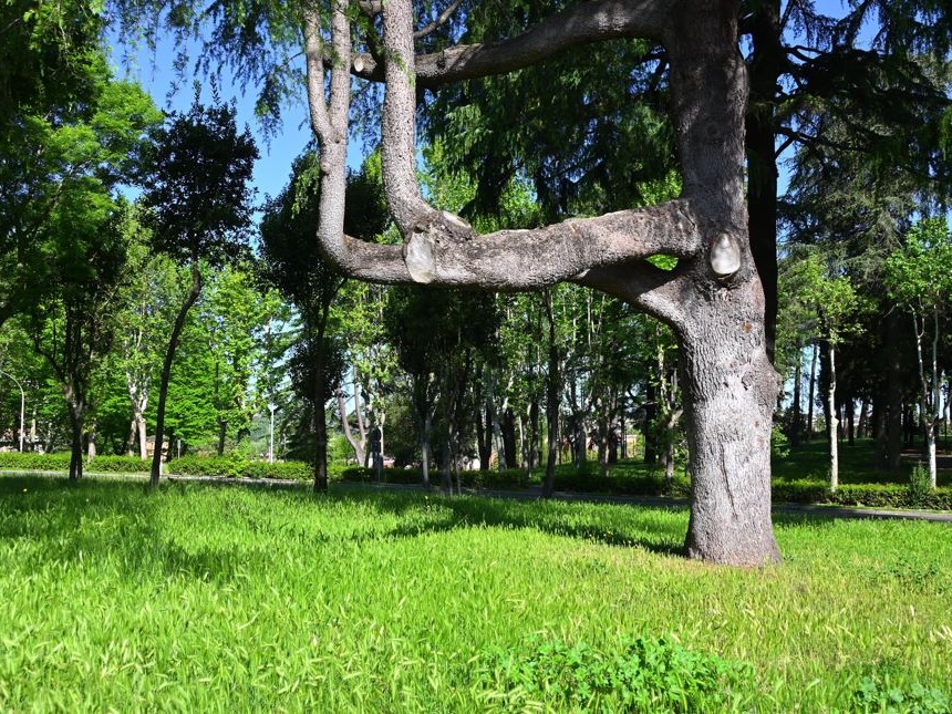 WWF: città italiane più verdi per resistere al cambiamento climatico