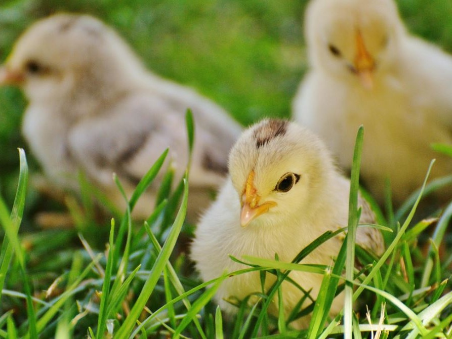 Pulcini triturati, l’inchiesta shock che scuote la Francia (e l’Europa)