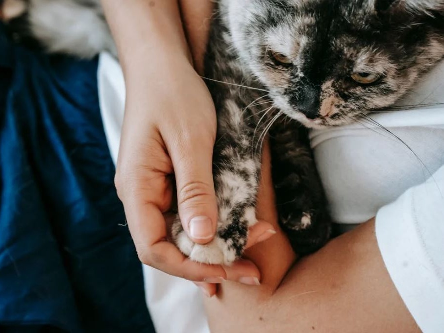 Quel legame invisibile tra gatto e umano