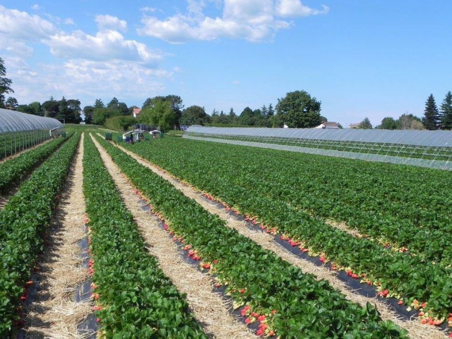 UNESCO, Coldiretti: la cucina italiana spinge l’export agroalimentare verso il record dei 73 miliardi